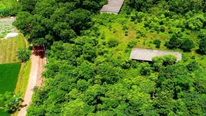Eine auf dem Wald basierende Wirtschaft ebnet den Weg für nachhaltige Lebensgrundlagen.