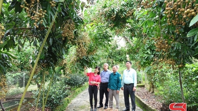 Diversifying crops increases income.