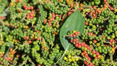 Giá tiêu hôm nay 21/1: Thị trường đi ngang, mức cao nhất đạt 148.500 đồng/kg