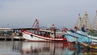 FIP Vung Tau៖ គំរូភាពជាដៃគូរវាងរដ្ឋ និងឯកជនលើកកម្ពស់ការនេសាទដោយចីរភាព