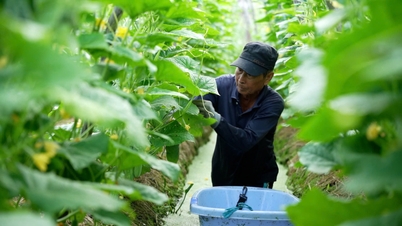 Adotar uma abordagem proativa na produção, aumentando gradualmente o valor dos produtos agrícolas locais.
