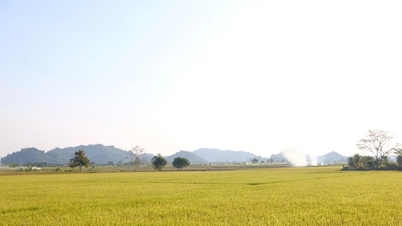 Musim keemasan awal di ladang Da Teh