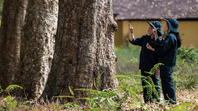 Vietnam'daki tek 120 yıllık kauçuk ağacı plantasyonuna hayran kalın.