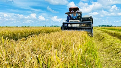 Die Reisindustrie der ASEAN-Staaten steht vor der Notwendigkeit eines Übergangs zu emissionsärmeren Produktionsprozessen.