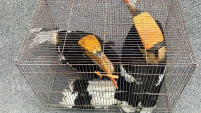 L'unité régionale de protection des forêts de Cao Loc, en coordination avec les autorités locales, prend en charge et sauve les animaux forestiers menacés, rares et précieux.