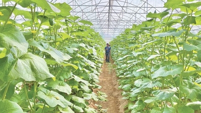 Thanh Hoa: Cooperativas de alta tecnologia criam impulso para um novo desenvolvimento rural.