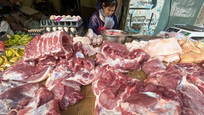 The forecast for live pig prices during Tet (Lunar New Year) is around 70,000-75,000 VND/kg, significantly higher than in other countries in the region.