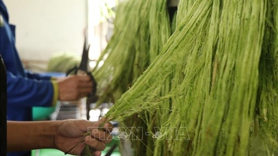 Å produsere fiber fra ananasblader åpner for ny verdi for landbruksbiprodukter.