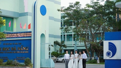 Muitas áreas de estudo da Universidade de Da Nang estão entre as melhores nos rankings mundiais.