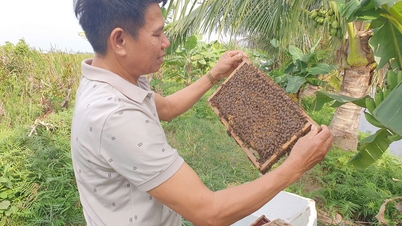 «ថែរក្សា» ទឹកដមផ្អែមកណ្តាលព្រៃកោងកាងនៃទីក្រុងហៃផុង។