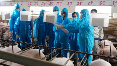 ‘Đàn lợn nái sau tiêm vaccine AVAC ASF LIVE an toàn, năng suất sinh sản tốt’