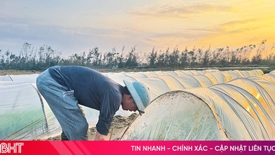 Plastduker dekker rismarker i Ha Tinh, noe som vekker bekymring for «hvit forurensning».