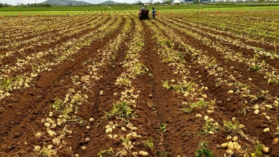 Synchronized mechanization of potato cultivation increases income by 40-50%.