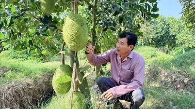 با نزدیک شدن به عید تت، قیمت جک فروت افزایش می‌یابد.