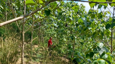 Abriendo camino para el desarrollo de grandes bosques maderables.