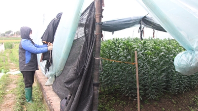 Bac Ninh: Proaktivní opatření k prevenci a boji proti vážným škodám na plodinách a hospodářských zvířatech způsobeným chladným počasím.