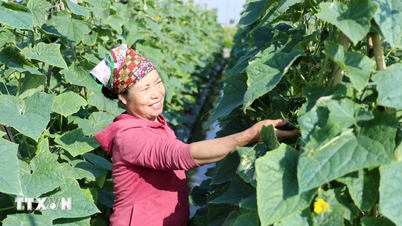 XIV Congreso Nacional del Partido: Hung Yen apuesta por la agricultura verde y la agricultura circular.