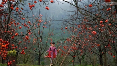 The persimmon season on the Moc Chau rocky plateau.