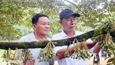 រដូវ​ផ្កា​ធូរេន​ពោរពេញ​ដោយ​សង្ឃឹម។