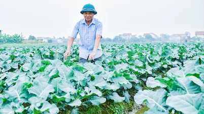 Hai Phong has an abundant supply of fresh vegetables to serve the Tet market.