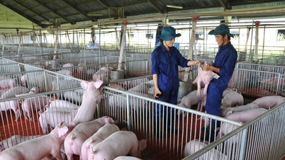 Prețurile cărnii de porc astăzi, 22 ianuarie: Vietnamul de Nord conduce piața, ajungând la 79.000 VND/kg.