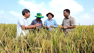 รูปแบบการทำนาข้าวคุณภาพสูงที่ปล่อยก๊าซเรือนกระจกต่ำกำลังเฟื่องฟู ให้ผลผลิตอุดมสมบูรณ์และราคาที่น่าพอใจ