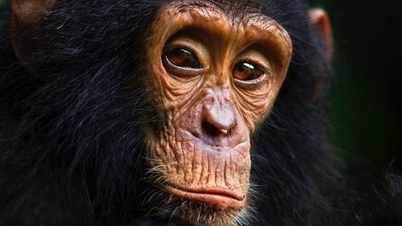 Research on chimpanzees reveals why teenagers love adventure.