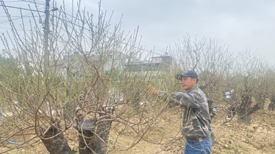 Hai Phong: Der Markt für Blumen und Zierpflanzen für Tet (Mondneujahr) 2026 ist in vollem Gange.