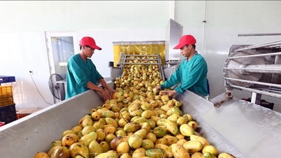 La Pologne renforce ses contrôles frontaliers : un avertissement important pour les entreprises agricoles vietnamiennes.