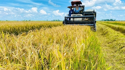 Ministerstvo zemědělství a životního prostředí poskytuje informace o produkci rýže v roce 2026: Žádné zvýšení osevní plochy, zaměření na zlepšení produktivity a kvality.