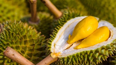 Prix ​​du durian aujourd'hui, 24 janvier : stables, avec un prix maximal atteignant 90 000 VND/kg.