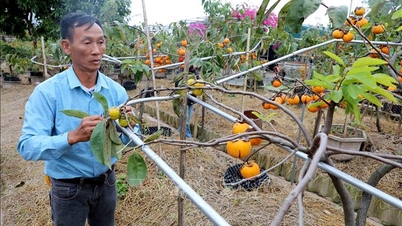 Tiên phong ‘chinh phục’ giống hồng cổ ở vùng ven biển
