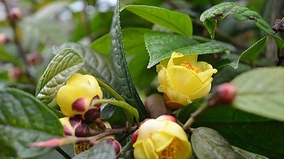Skapa försörjningsmöjligheter från teplantan med gyllene blommor i Na Lot
