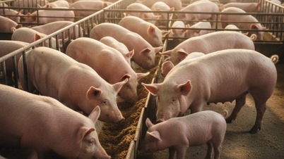 Prețurile cărnii de porc pe 24 ianuarie 2026: Vietnamul de Nord se apropie de 80.000 VND/kg.