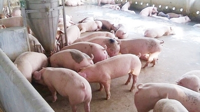 Pork price today, January 24, 2026: Reaching 80,000 VND/kg