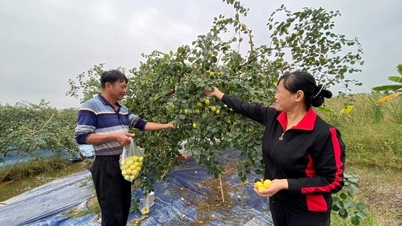 Biến đồng hoang thành vườn táo trĩu quả, thu tiền tỷ mỗi năm