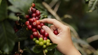 Giá cà phê hôm nay 24/1/2026: Robusta tăng tận 4%