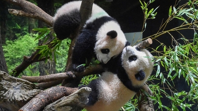 'Đại sứ gấu trúc' bị triệu hồi: dấu hỏi lớn cho quan hệ Nhật - Trung