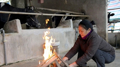 يقوم سكان المناطق الجبلية في مقاطعة نغي آن بحماية مواشيهم من البرد بشكل استباقي.