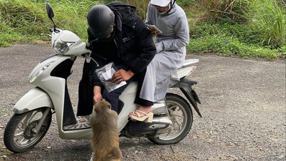 ນັກທ່ອງທ່ຽວໃຫ້ອາຫານສັດປ່າຢູ່ຣີສອດທ່ອງທ່ຽວ: ສິ່ງນີ້ຂັດກັບຫຼັກການອະນຸລັກ.