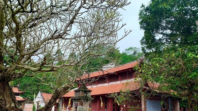 Peninggalan Zen purba di tengah-tengah hutan maple lama.