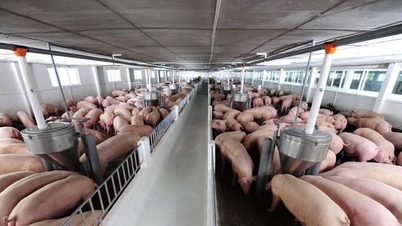 Prețurile cărnii de porc pe 25 ianuarie: Piața nordică ajunge oficial la 80.000 VND/kg.
