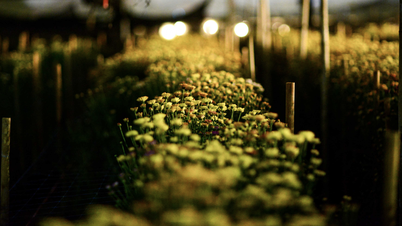 Con el frío que azota la ciudad, los agricultores de Hanói están teniendo dificultades para cuidar sus flores del Tet (Año Nuevo vietnamita).