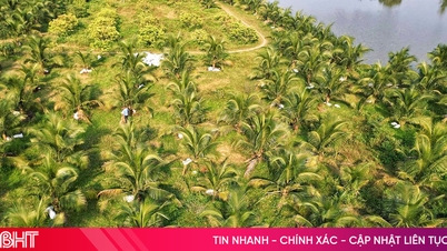 Buja zöld kókuszligetek, jellemzőek a Mekong-delta régióra, Ha Tinhben.
