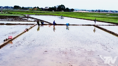 Desarrollar un plan para plantar cultivos de arroz de primavera que sea adecuado a las condiciones climáticas.
