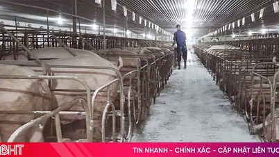 Les éleveurs de la province de Ha Tinh renforcent les mesures de prévention des maladies afin de garantir l'approvisionnement pendant les fêtes du Têt.