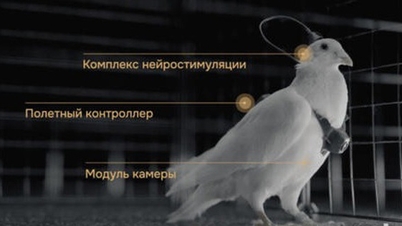 Rusia mengubah merpati menjadi bio-drone, yang mampu terbang ratusan kilometer.