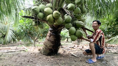 Vinh Long expande o cultivo orgânico de coco em mais 6.000 hectares.