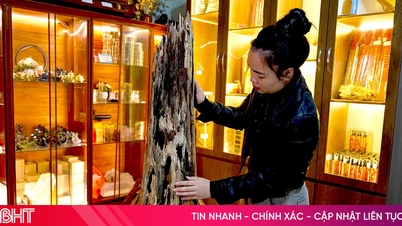 Des spécimens uniques de bois d'agar d'une valeur de centaines de millions de dongs se trouvent à Ha Tinh.