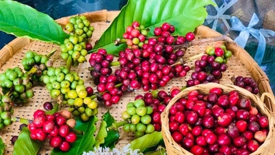 ویتنامی کافی اور قومی برانڈنگ کا چیلنج۔